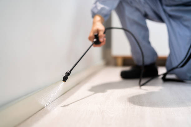 Licensed Wasp Removal service in Lakeview, OH - Show Me Pest Control